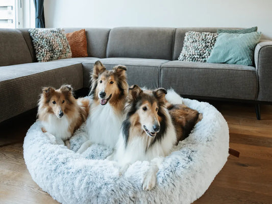 Tres shelties tumbados tranquilamente en una cama donut grande de color gris claro, delante de un sofá.