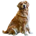  Dog Talla: 3XL