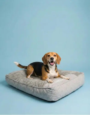 Photo of Cojín calmante para perros