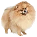  Dog Talla: S