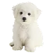  Dog Talla: XS