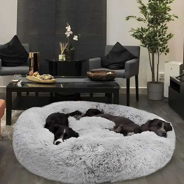 <em><strong>¿Quieres darle una vida cómoda a tu perro?</strong></em>